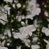 Lobelia erinus Suntropics 'Weiss' -- Männertreu